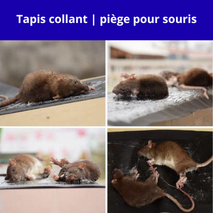 Tapis collant | Piège à souris