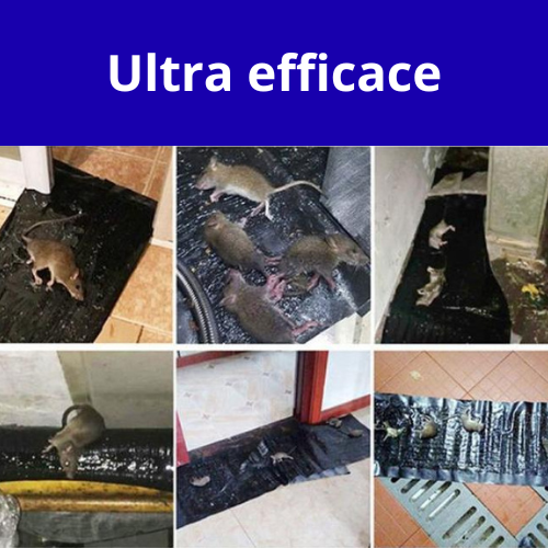 Tapis collant | Piège à souris